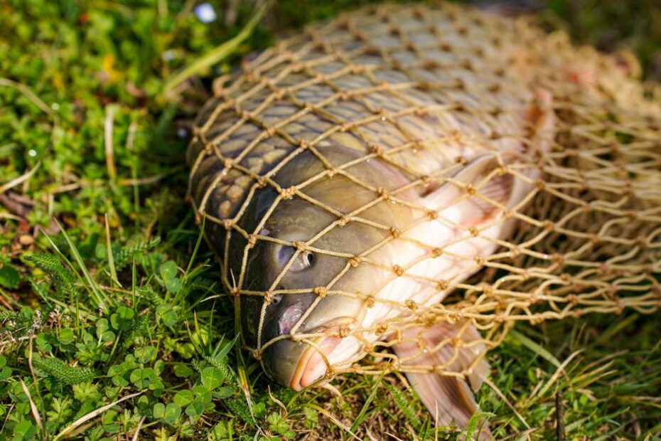 Świeży karp w podbieraku, surowiec na karpia wędzonego